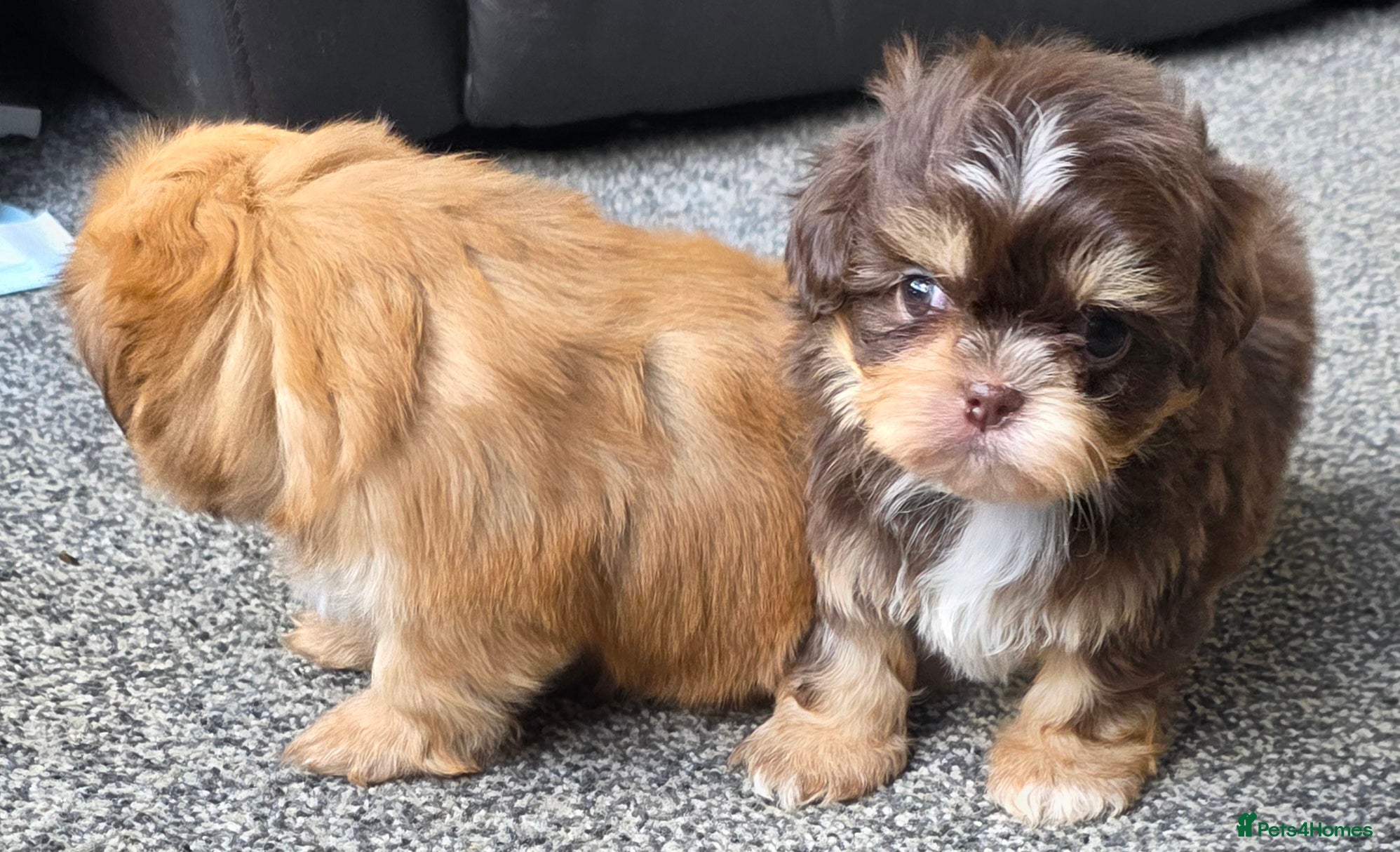 Shih Tzu dogs Stunning KC Reg imperial shih tzu Female available - Advert 2