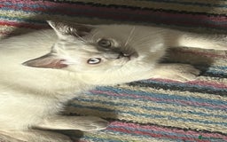 British Shorthair cats for sale: British Shorthair Colour Points   - Image 5