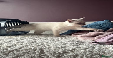 British Shorthair cats - Advert 15