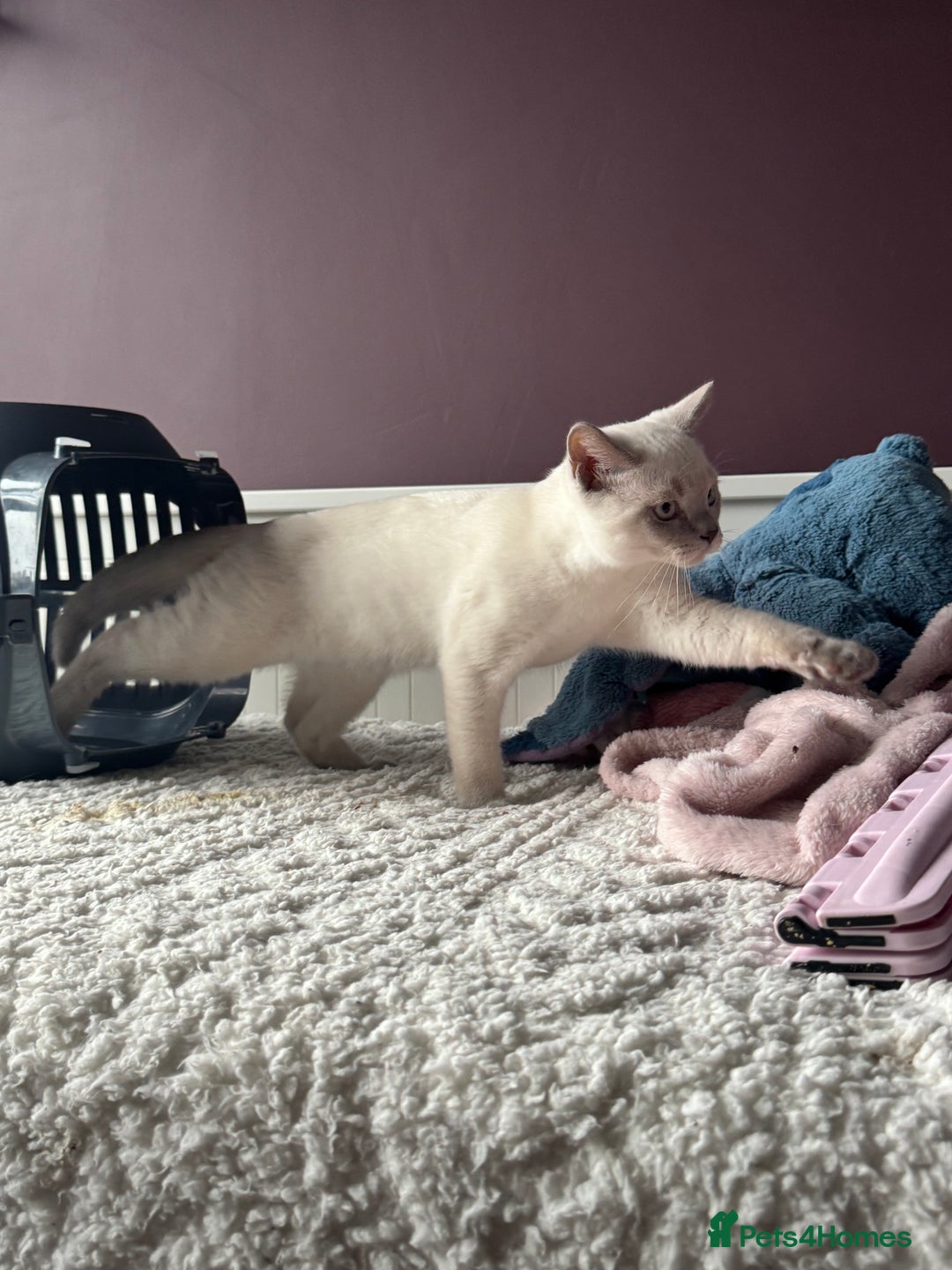 British Shorthair cats for sale: Lilac colourpoint BSH GCCF boy - ready to leave  - Image 3