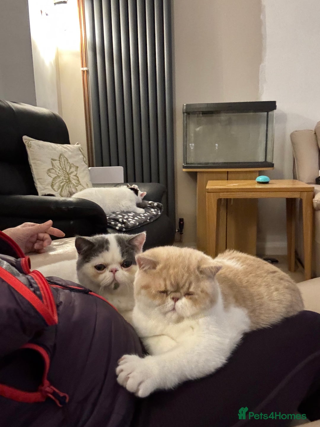 Exotic cats for sale: Outstanding quality exotic kittens  Champion lines - Advert 5