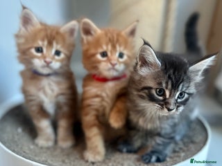 Maine Coon cats A litter of 7 Beautiful Maine coon kittens - Advert 7