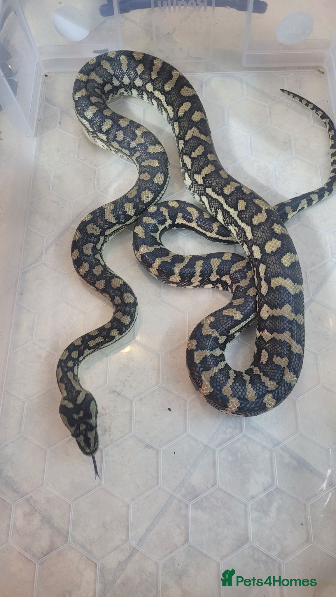 Mixed Breed reptiles Mixed  Reptiles for sale - Advert 1
