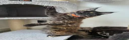 Maine Coon cats for sale: Maine coon pedigree kittens  - Advert 23