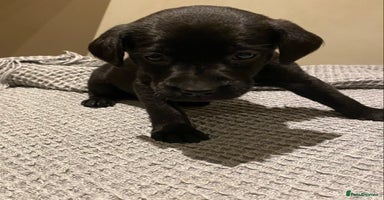 Labrador Retriever dogs - Advert 13