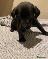 Labrador Retriever dogs - Advert 3