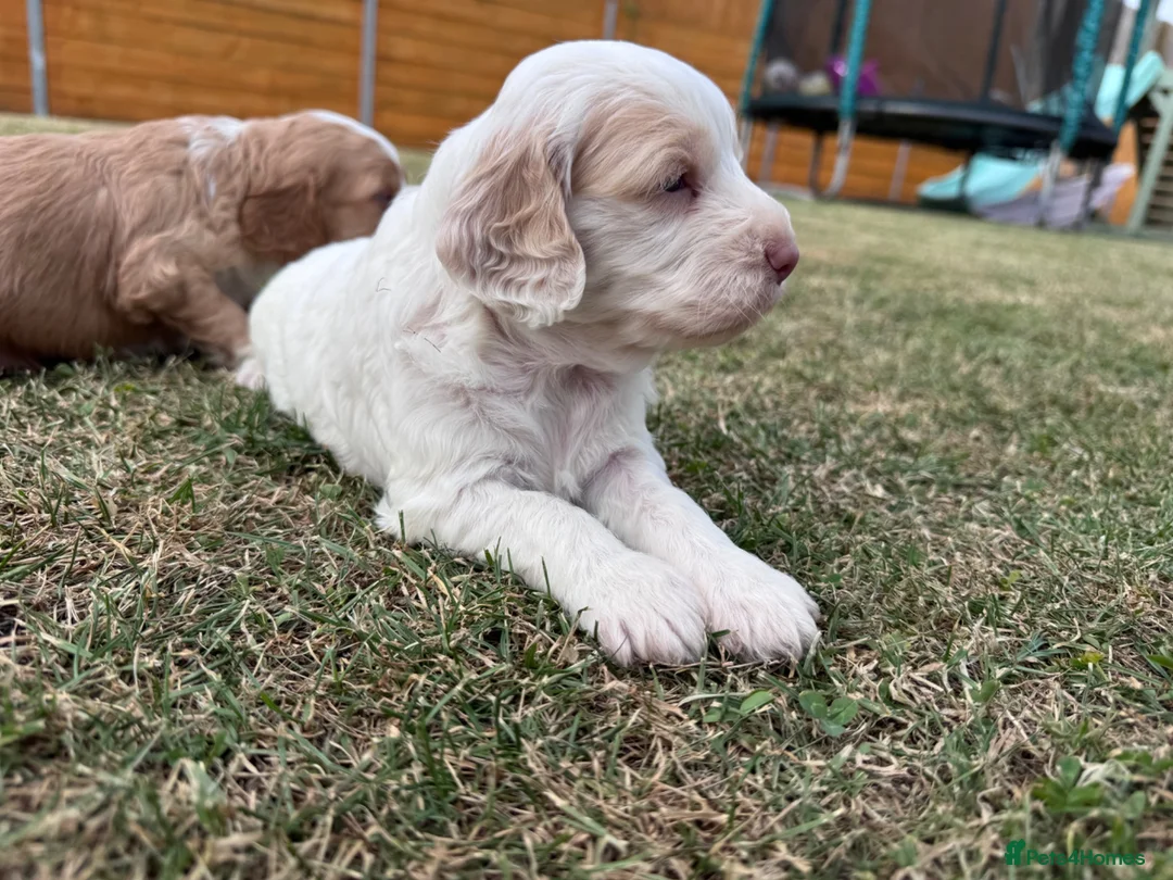 Cockapoo dogs for sale: Beautiful Cockapoo Babies 🐾🐾🐾 - Advert 2