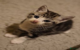 Mixed Breed cats for sale: Mixed breed  - Advert 6