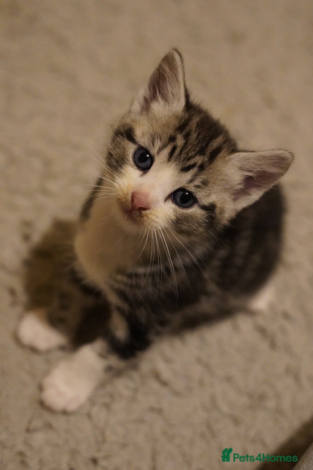 Mixed Breed cats for sale: Mixed breed  - Advert 6