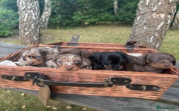 Miniature Dachshund dogs for sale: 🐾 Adorable Miniature Dachshund Puppies For Sale   - Image 5