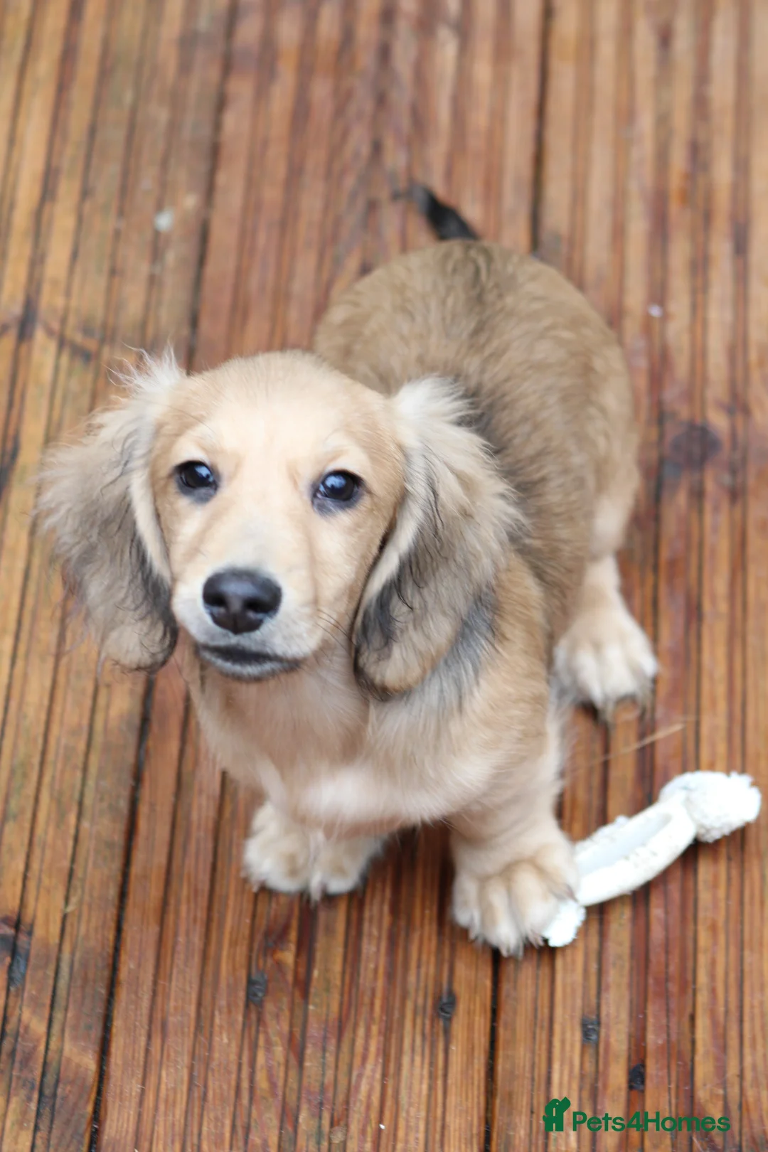Miniature Dachshund dogs for sale: Cream  Long Hair  - Advert 7