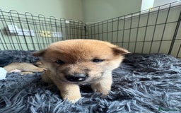 Japanese Shiba Inu dogs for sale: KC Registered Japanese Shiba-Inus  - Image 10