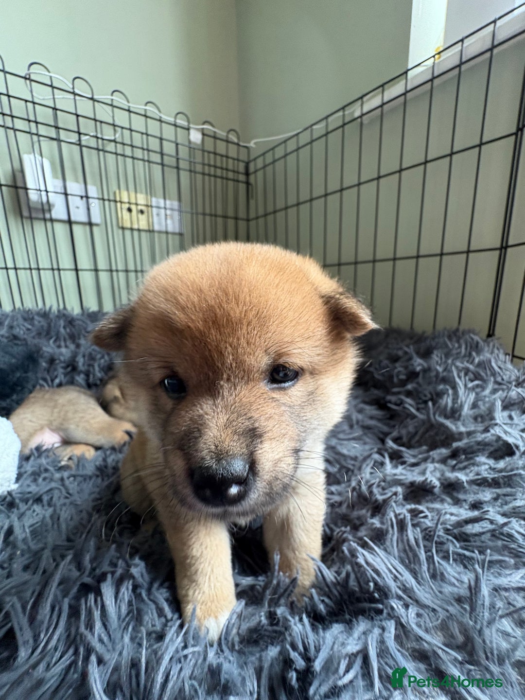 Japanese Shiba Inu dogs for sale: KC Registered Japanese Shiba-Inus  - Image 10