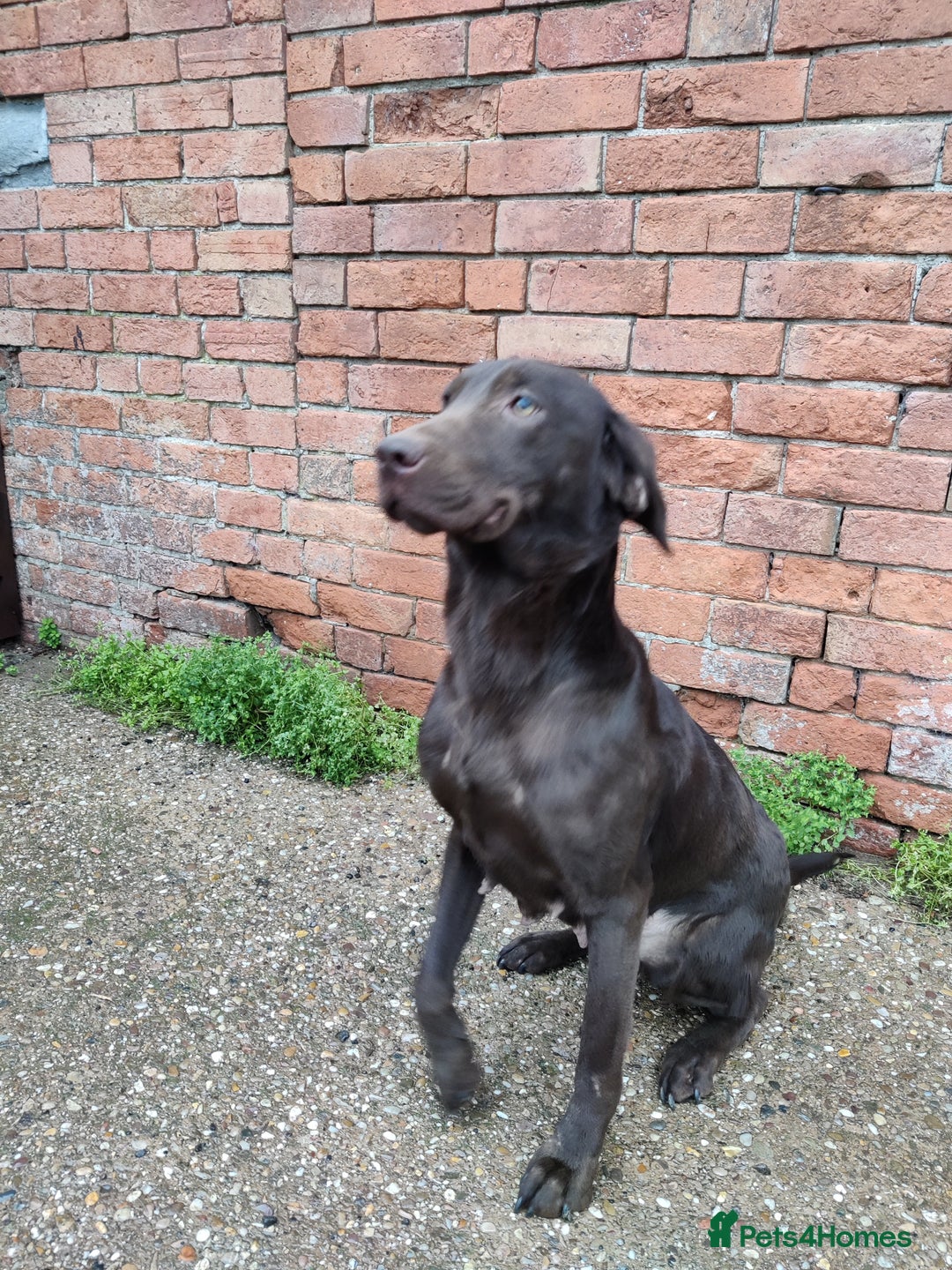 Labrador Retriever dogs for sale: Beautiful Loving Chocolate Labrador  - Advert 3