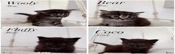 Mixed Breed cats for sale: 4 kittens for sale ( read description ) in Hull - Advert 3