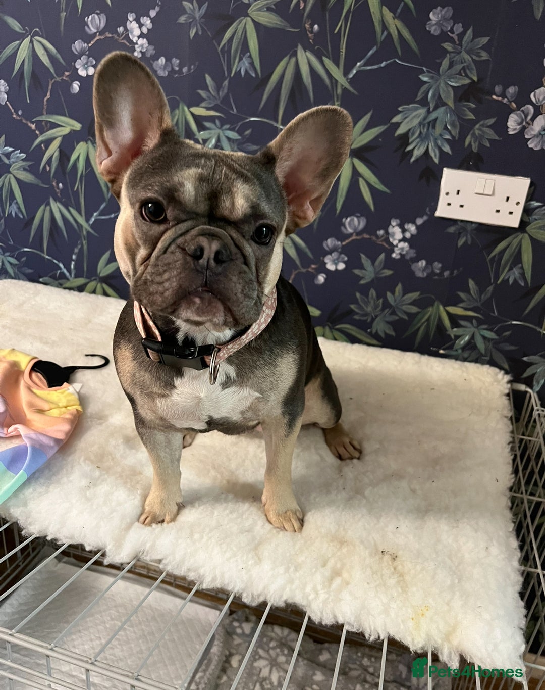 French Bulldog dogs for sale: One girl left.French Bulldog puppies 🐶❤️ KC reg - Advert 15