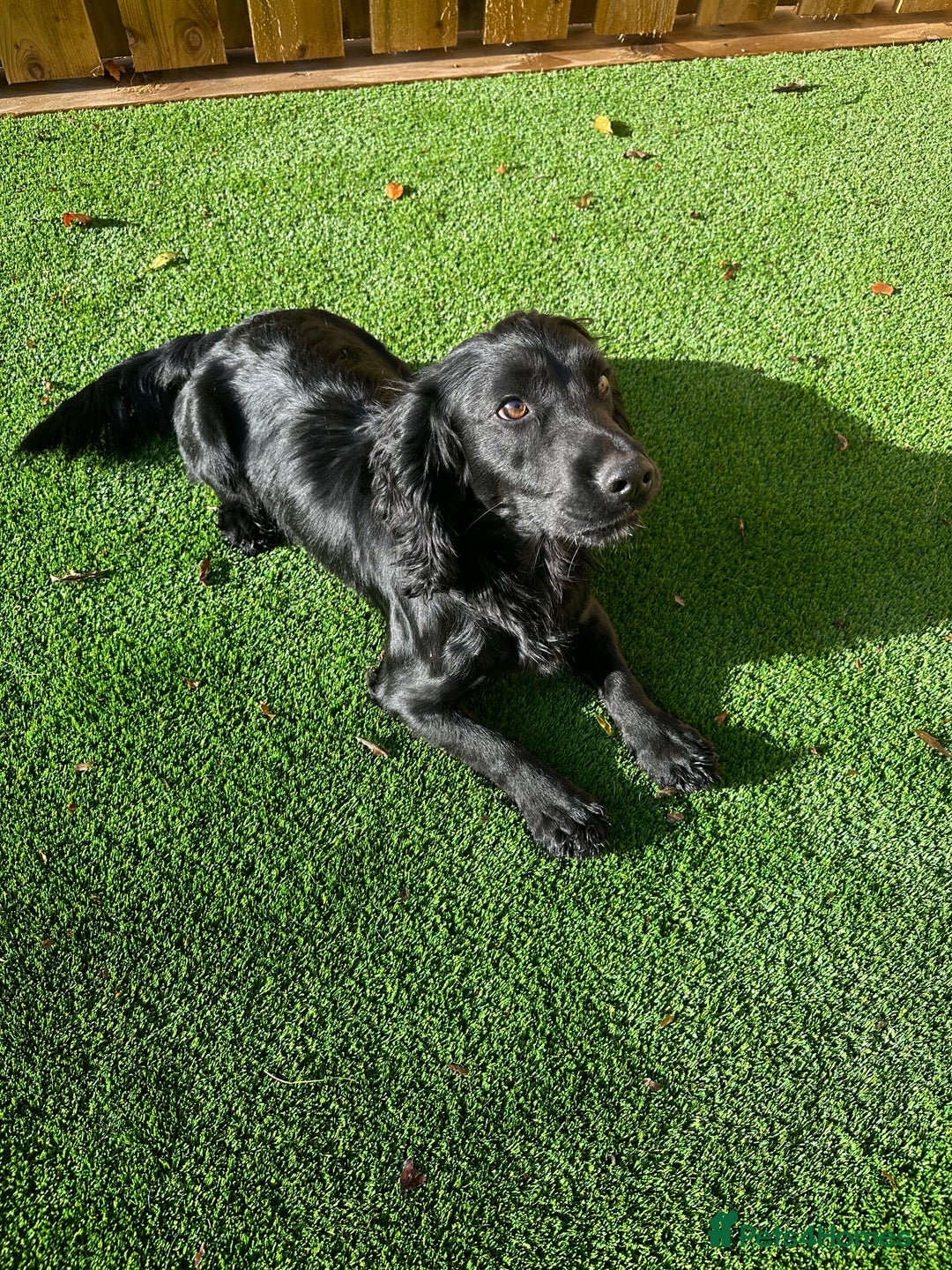 Cocker Spaniel dogs for sale: Working Cocker Spaniel Pups - Advert 2