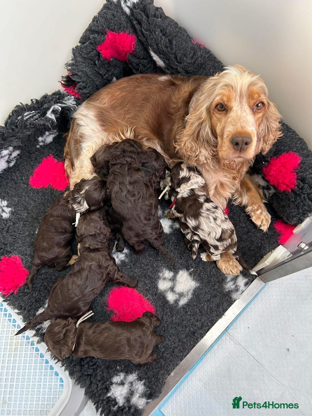 Cockapoo dogs for sale: F1 Chocolate Cockapoos - Advert 2