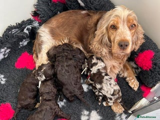 Cockapoo dogs F1 Chocolate Cockapoos - Advert 1