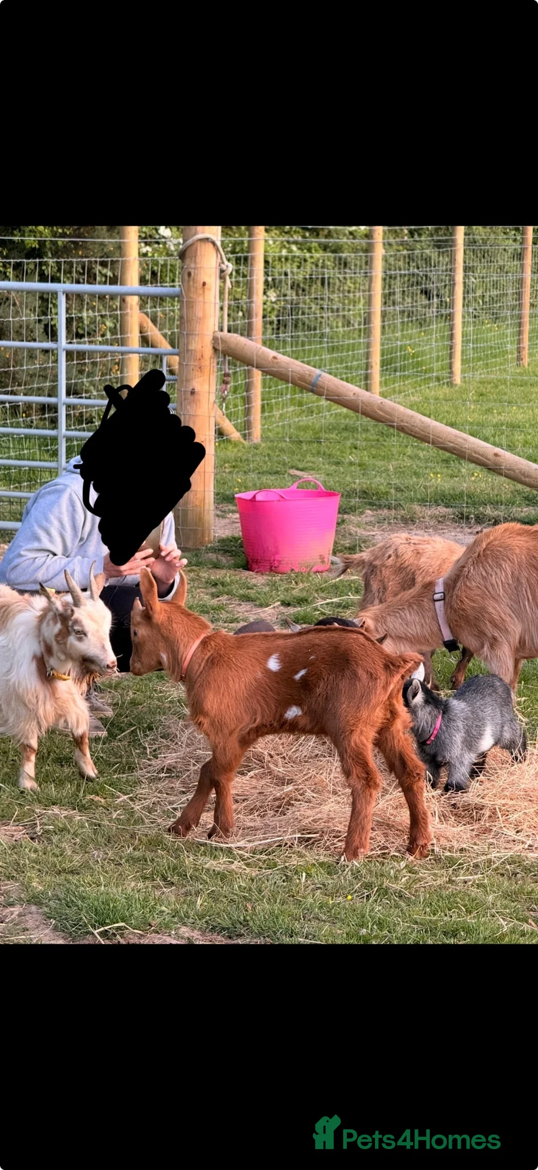 Goats livestock for sale: Registered Horned Guernsey Billy Kid - Advert 2