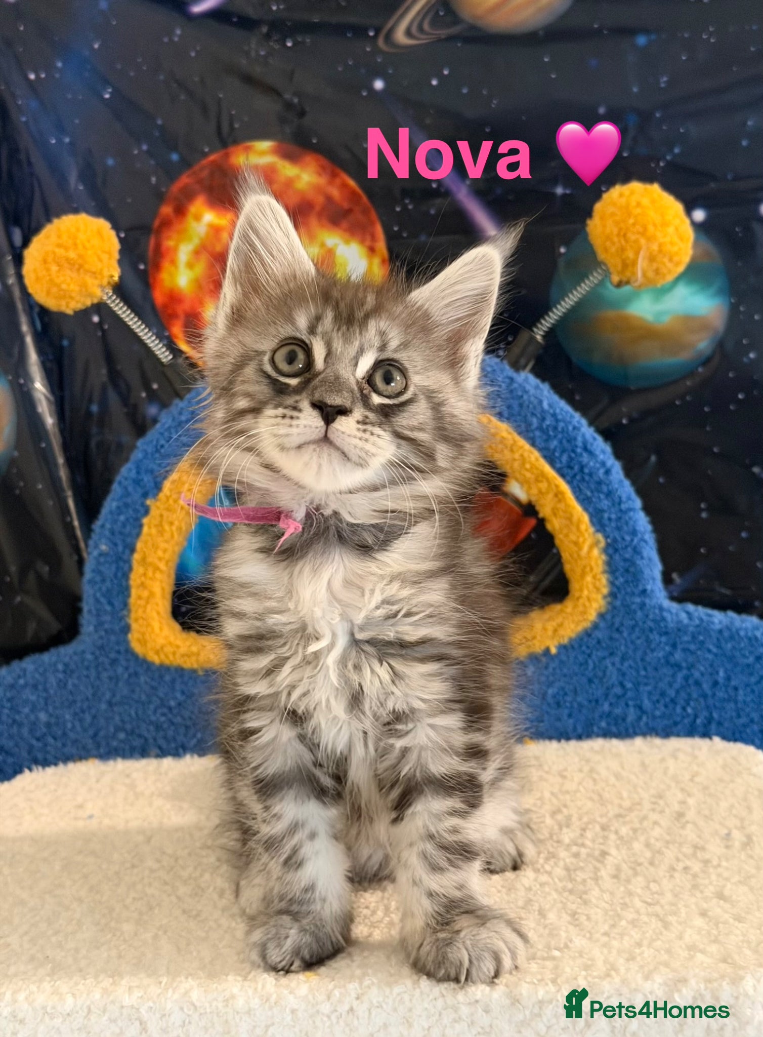 Maine Coon cats TICA Registered Maine Coon Kittens - Advert 1