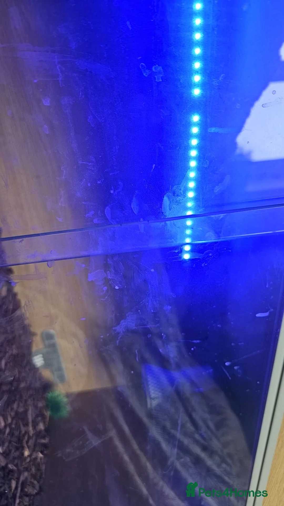 Python Snake reptiles for sale: 5-6 year old adult female royal python  in Farnborough - Advert 8