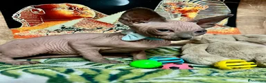 Sphynx Kitten 3