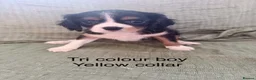 Cavalier King Charles Spaniel dogs for sale: Cavalier King Charles Spaniels - Advert 9