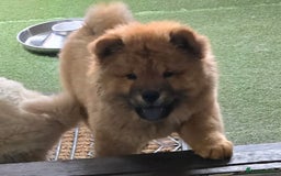 Chow Chow dogs for sale: QUALITY KC CHOWCHOW PUPPIES  in Wolverhampton - Image 14