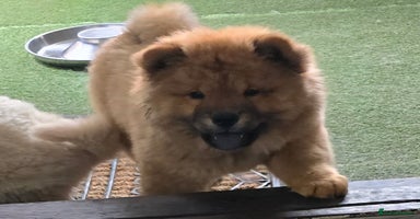 Chow Chow dogs in Wolverhampton - Advert 8