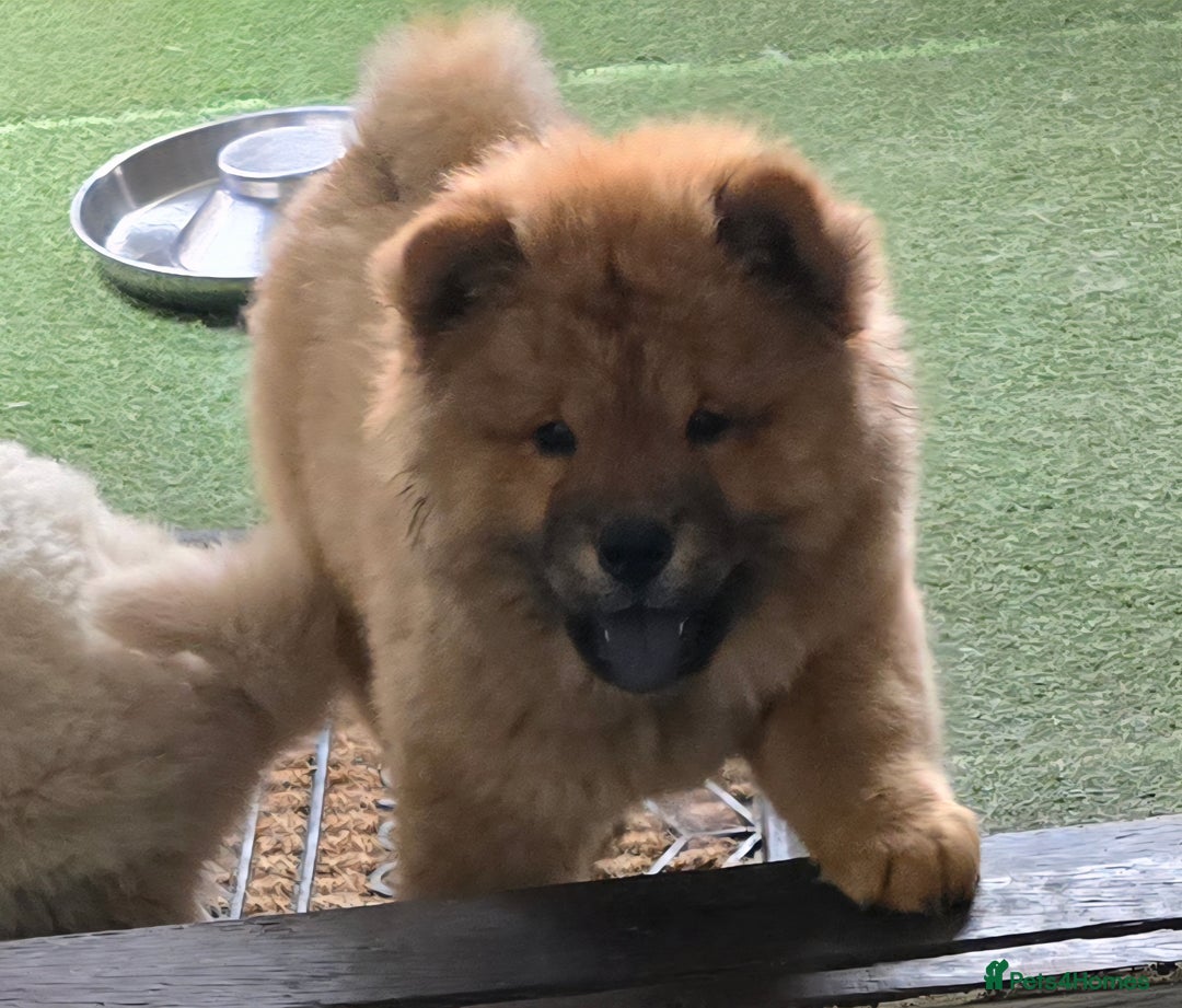 Chow Chow dogs for sale: QUALITY KC CHOWCHOW PUPPIES  in Wolverhampton - Image 14