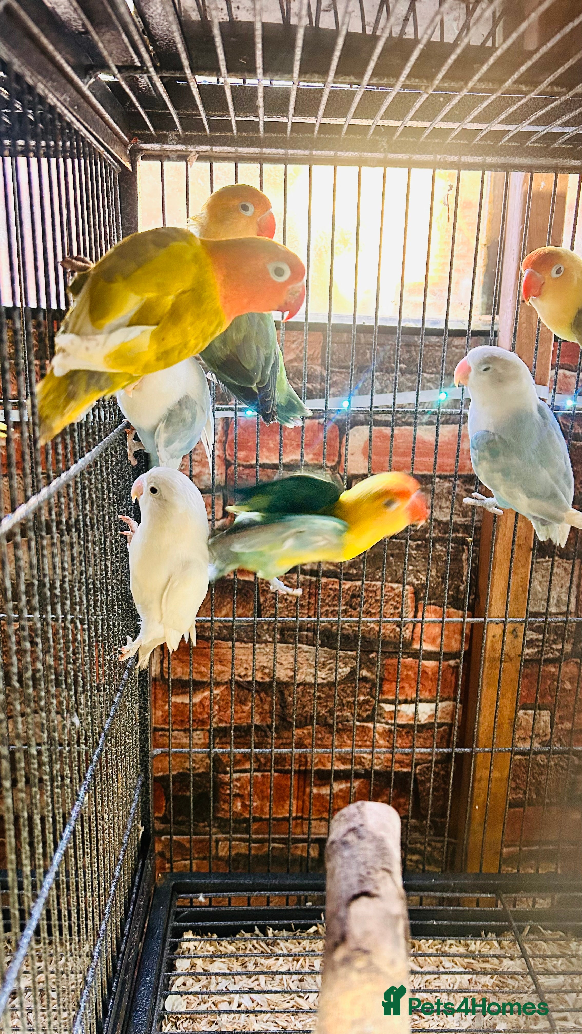 Lovebirds birds Various Fischer /masked lovebirds for sale  - Advert 1