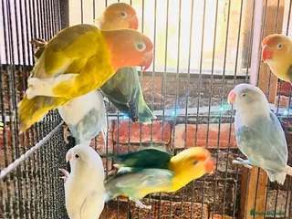 Lovebirds birds Various Fischer /masked lovebirds for sale - Advert 3