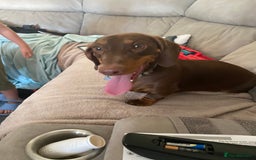 Dachshund dogs for sale: 2 year old male dachshund  - Image 1
