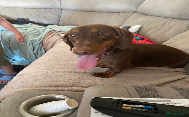 Dachshund dogs - Advert 6