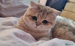 Scottish Fold cats for sale: last beautiful scottish fold boy - Image 8