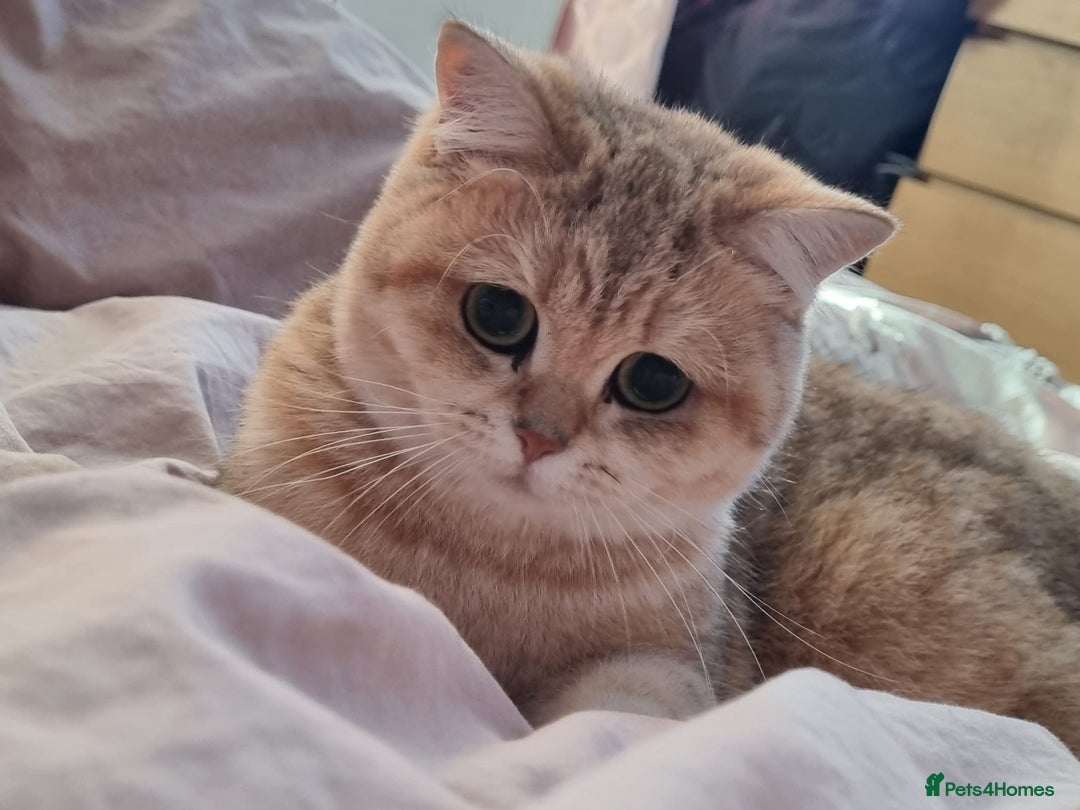 Scottish Fold cats for sale: last beautiful scottish fold boy - Image 8