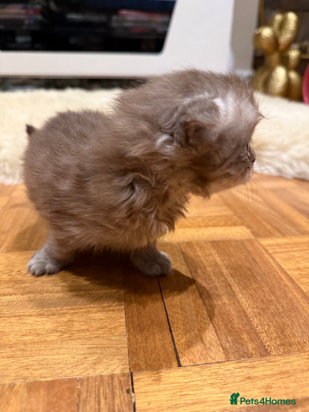 British Shorthair cats for sale: BSH x Fold stunning show kittens  - Advert 6