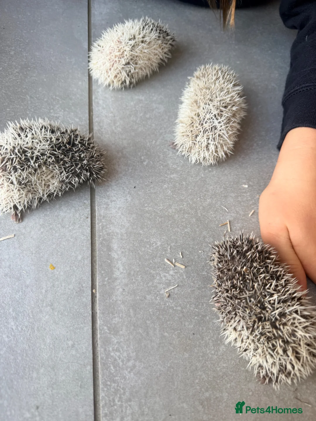 Pygmy Hedgehog rodents for sale: Stunning little baby African pigmy hedgehogs  - Advert 10