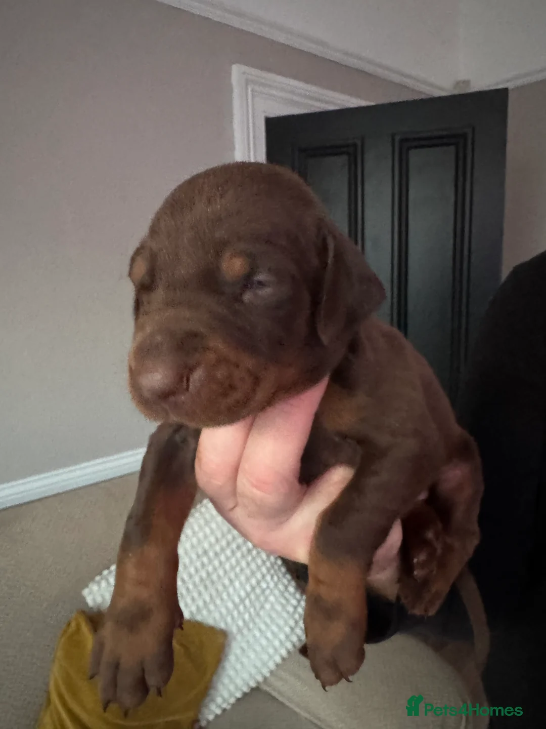 Dobermann dogs for sale: Beautiful Doberman puppies  - Advert 14