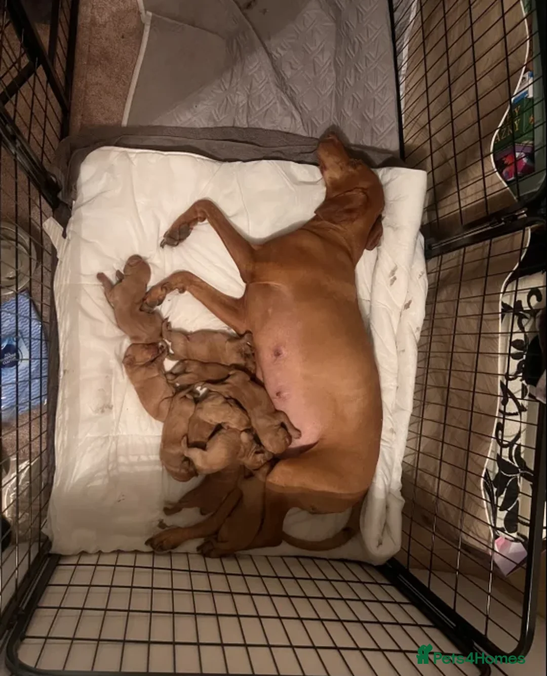 Hungarian Vizsla dogs for sale: Elegant Athletes, Loving Companions - Advert 1