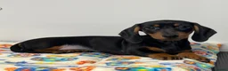 Miniature Dachshund dogs for sale: Dachshund puppy’s  - Advert 4