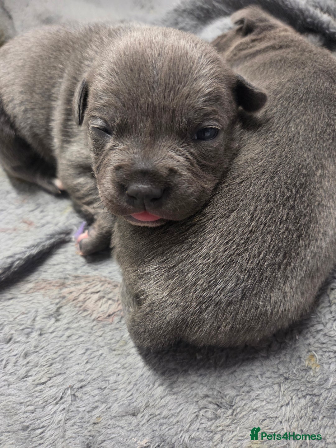 Staffordshire Bull Terrier dogs for sale: Blue staffie puppies 🐶  - Advert 6
