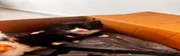 Mixed Breed cats for sale: calico domestic shorthair - Advert 4