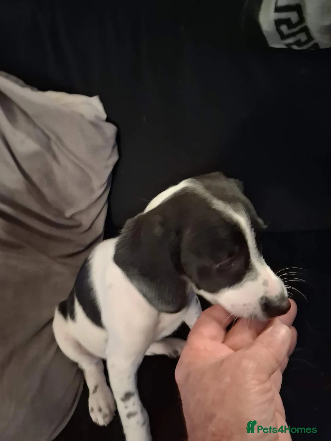 Mixed Breed dogs for sale: Foxhound pup  - Advert 2