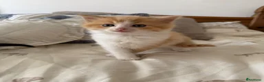 Norwegian Forest Cat Kitten 3