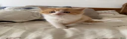 Norwegian Forest Cat cats for sale: Ragdoll cross Norwegian forest kittens  - Advert 4