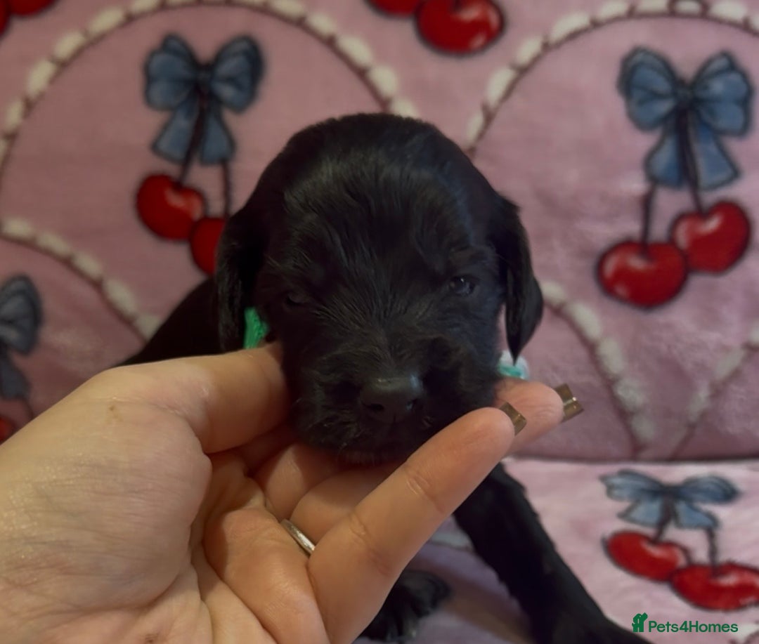 Cocker Spaniel dogs for sale: Gorgeous cocker spaniel READY TO LEAVE TODAY - Advert 6