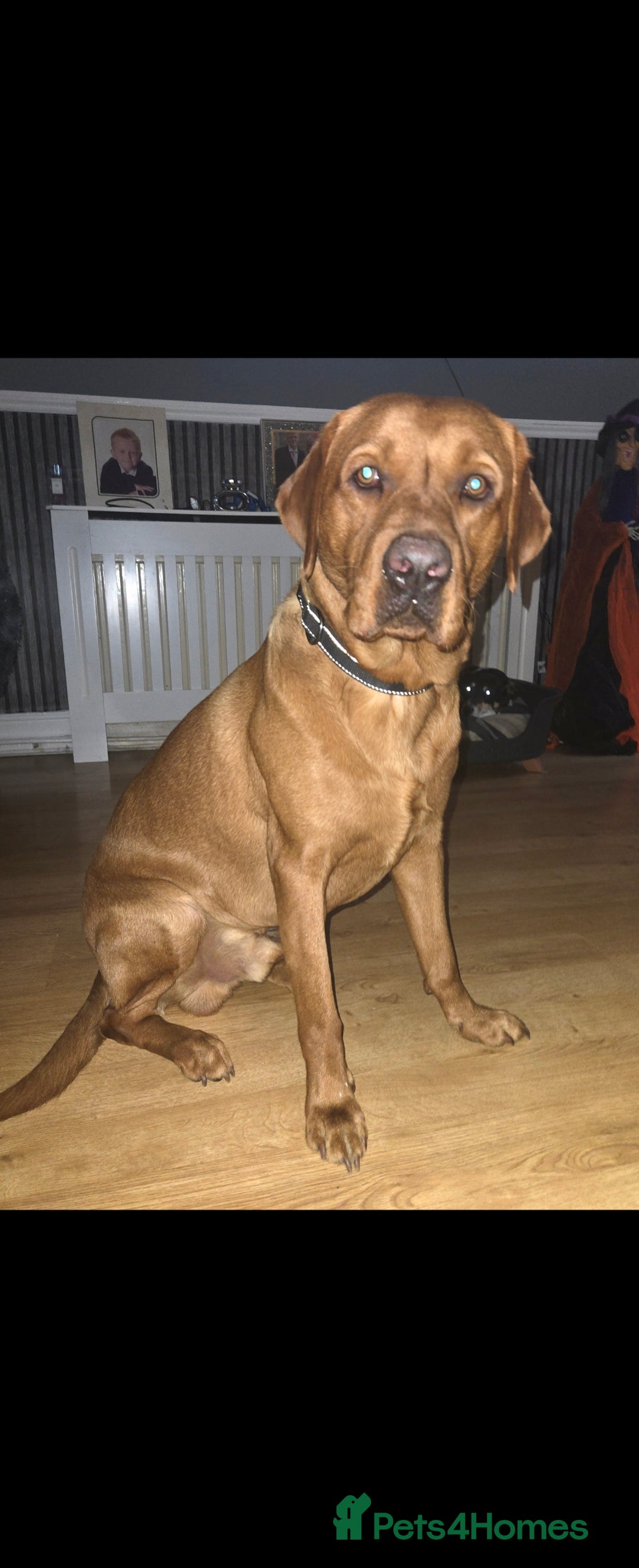 Labrador Retriever dogs for stud: Fox red labrador for stud - Advert 2