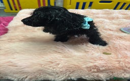 Mixed Breed dogs for sale: Puppies - Image 8